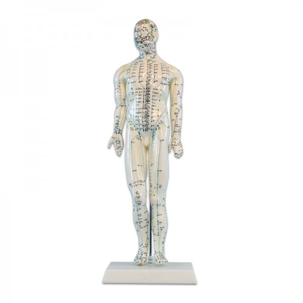 Anatomical Model of the Male Human Body 46 cm: 361 acupuncture points and 80 curious points